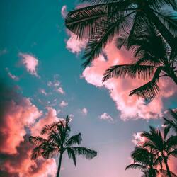 Tropical Vibe