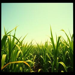 Sugar Cane Swaying