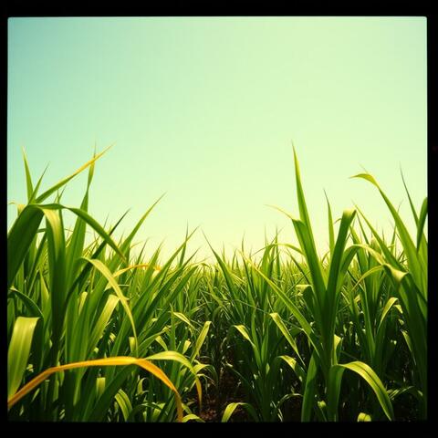 Sugar Cane Swaying