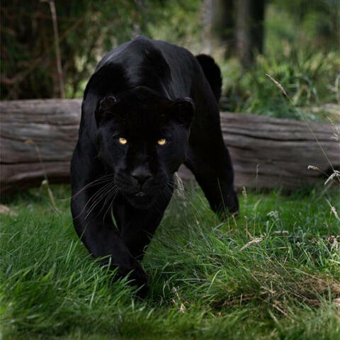 Black Cougar (feat. Lil Kewchie)