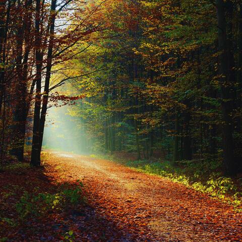 The Space That Listens