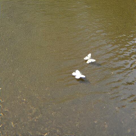 Two Butterfly
