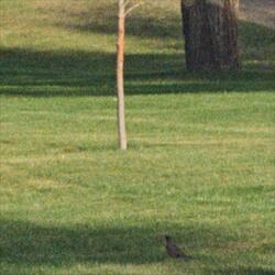 These Birds