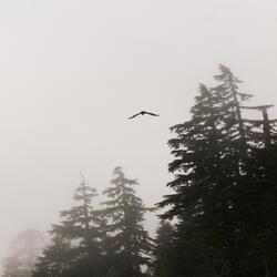 Caffeinated Daydream In The Sky