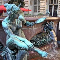Narcissus