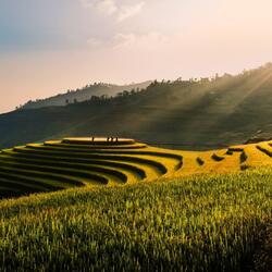 Golden Land (Flute)