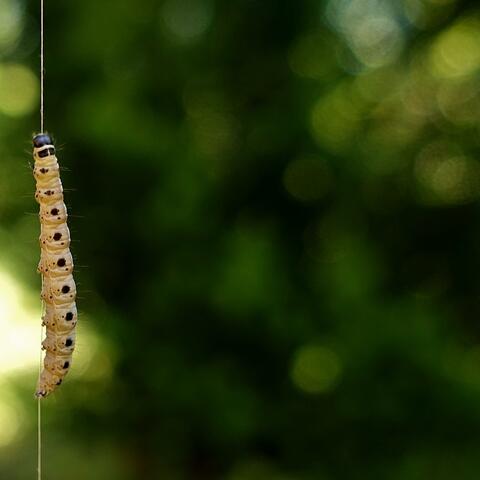 ... Dreams the Caterpillar