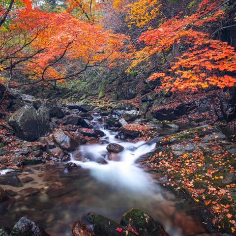 So The River Flows