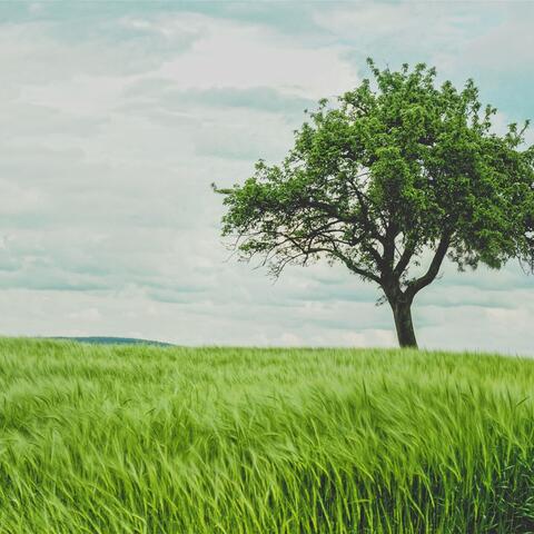 Grasswaves