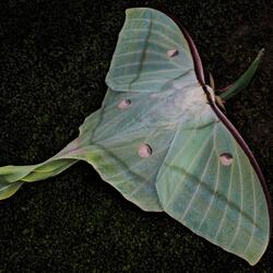 Luna Moth