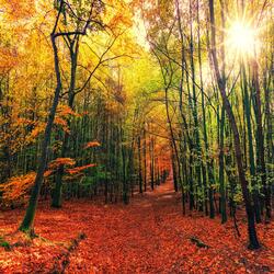 Autumn Changes