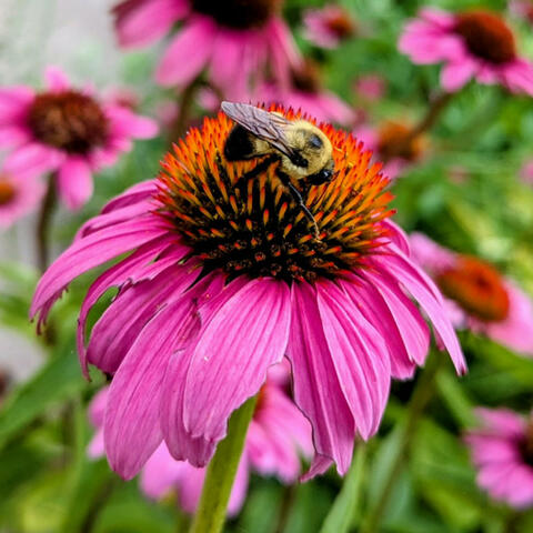 BumbleBee