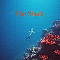 The Shark