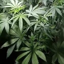Não pode plantar