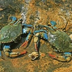 Crabbin