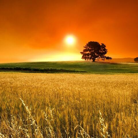 She Dont Come Around Here No More