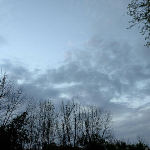 Dark Forest