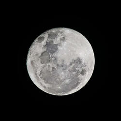 Loup noir