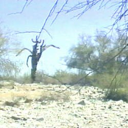 Death in the Desert