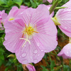 바보처럼 울던 낵가 웃고 있어 (Radio Edit)