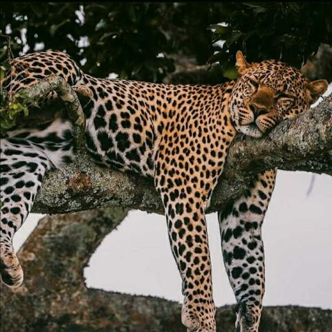 Big Cat's Dream