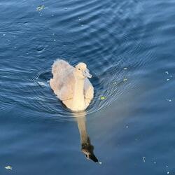 POPTAG (feat. Death Classic)