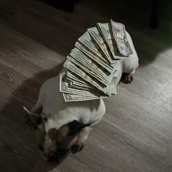 Talking facts (feat. gavbeenhavin)