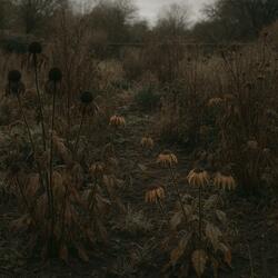 Withered Garden