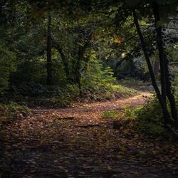 Wandering Forest Path