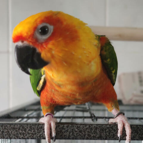 Fly Singapore (NDP 2025)