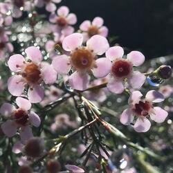 Springtime Cache