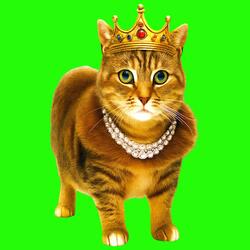 OIIA OIIA LEGACY Spinning CAT (Slowed)