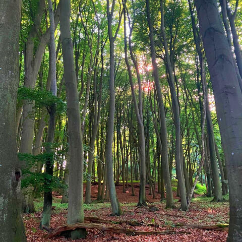 Forest Awakening In Spring (Sound)