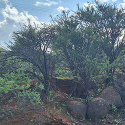 Tienes otra alternativa