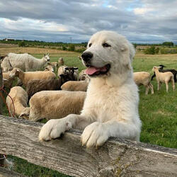 The Coutryside Sounds