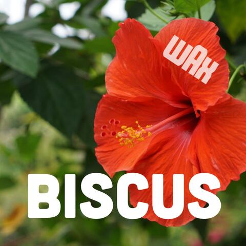 BISCUS