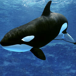 Orca
