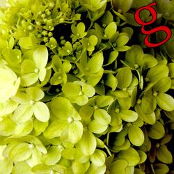 Hydrangea paniculata
