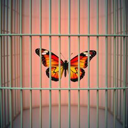 Wish I Could Be Free