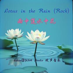 Lotus in the Rain 雨中莲水中花