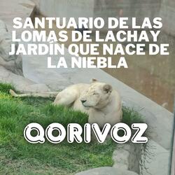 Santuario de las Lomas de Lachay – Jardín que Nace de la Niebla