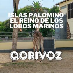 Islas Palomino – El Reino de los Lobos Marinos