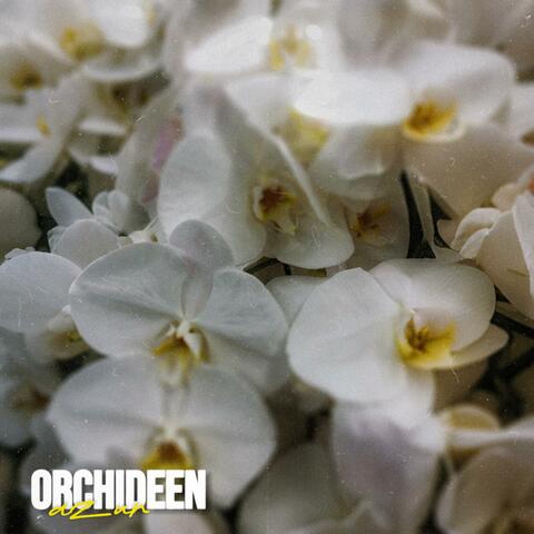 Orchideen