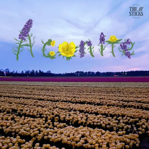 Aconite