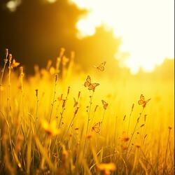Shine All Day