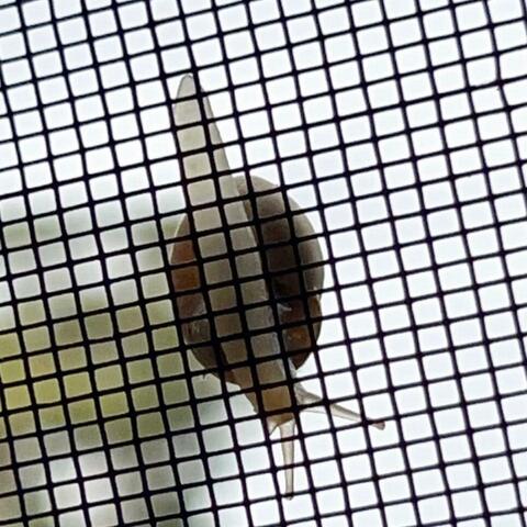 Snail