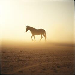 Only Company I Need Is Me