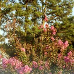Lilac In Bloom
