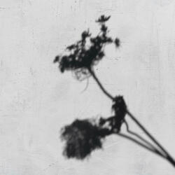 Shadows Fall in Reverse
