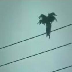 seraphim (come back baby)